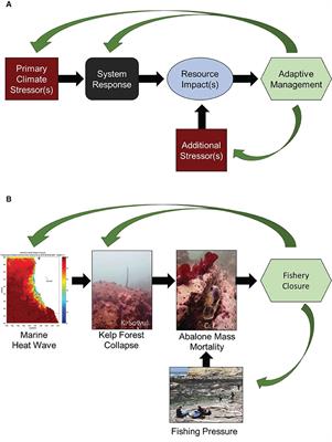 Cascading impacts of a climate-driven ecosystem transition intensifies population vulnerabilities and fishery collapse